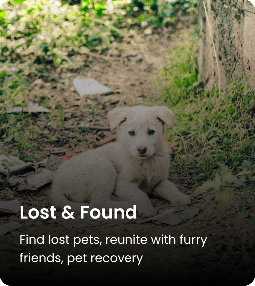 Lost and Found