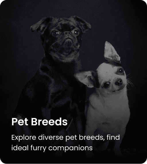 Pet Breeds