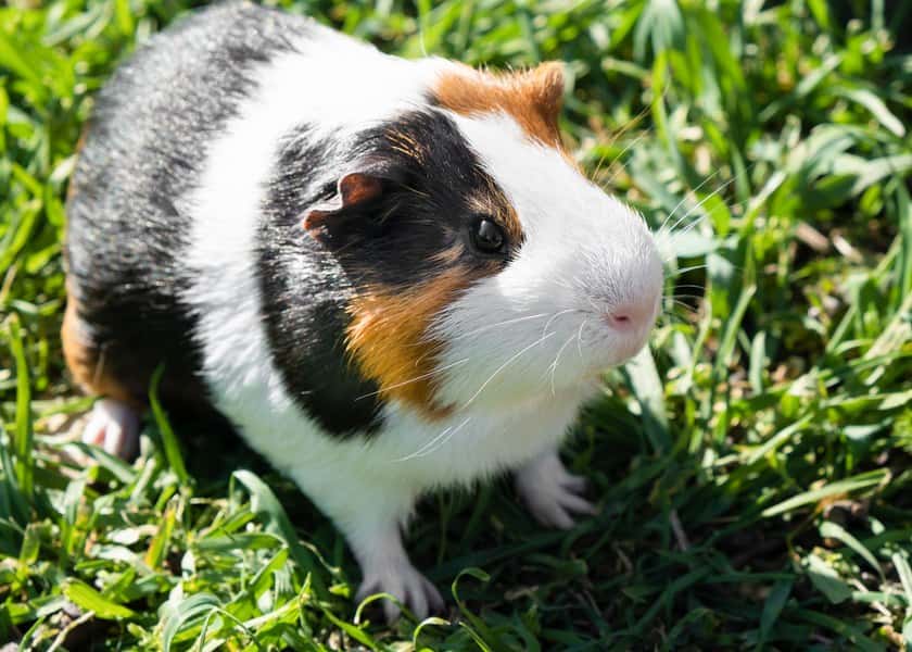 why-do-guinea-pigs-popcorn