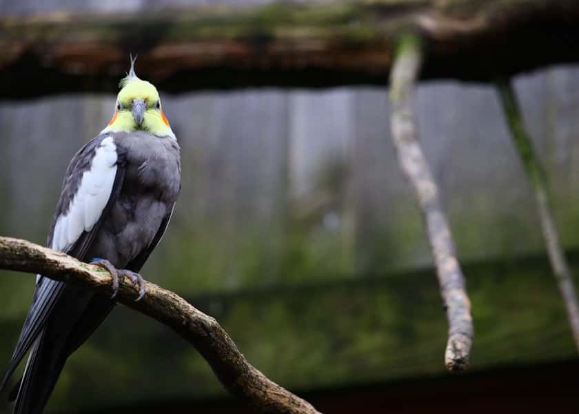 why-do-cockatiels-hiss
