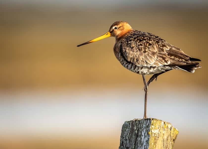 why-do-birds-stand-on-one-leg