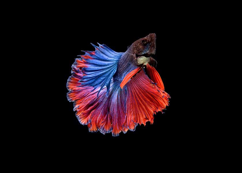 why-do-betta-fish-make-bubble-nests