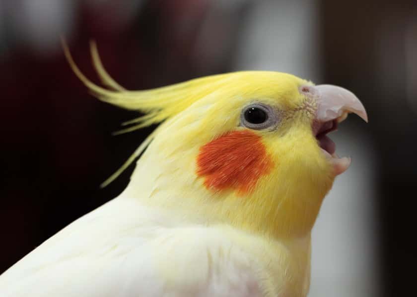 why-do-cockatiels-whistle