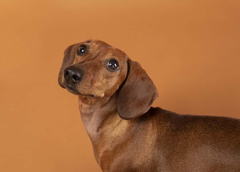 why-do-dogs-tilt-their-heads