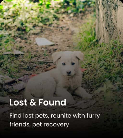 Lost and Found