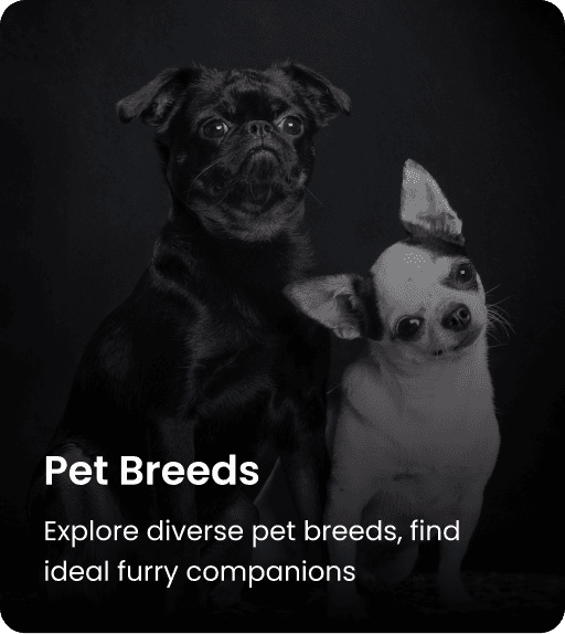 Pet Breed