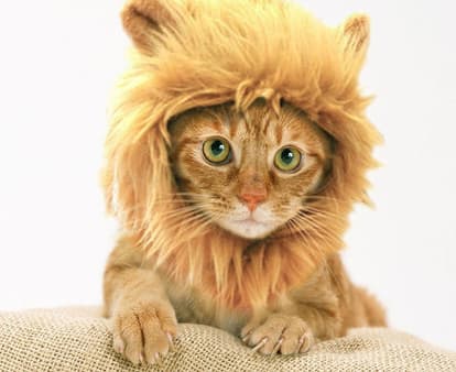 prymal - Prymal Lion King Cat