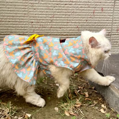 pawgy Pets - pawgy Pets Mickey Overloaded Dress