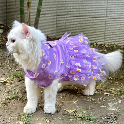pawgy Pets - pawgy Pets Frilly Dress