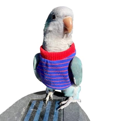 hezhuo - HEZHUO Birds Clothes， Parrot Birds Supplies, Light Flying Clothes, Warm and Comfortable