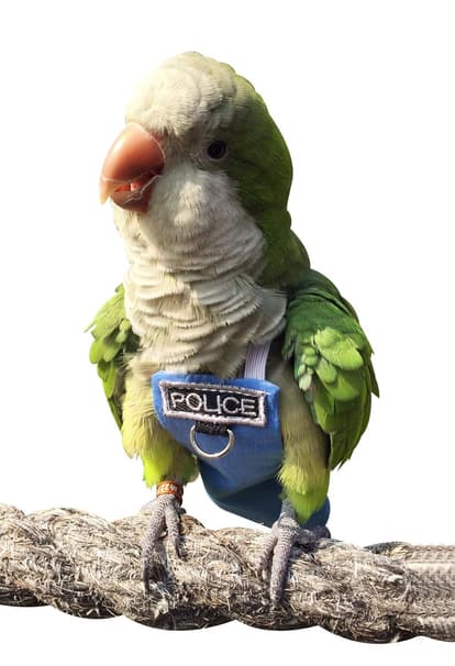 hezhuo - Birds Clothes Parrot Diapers Birds Flight Suits
