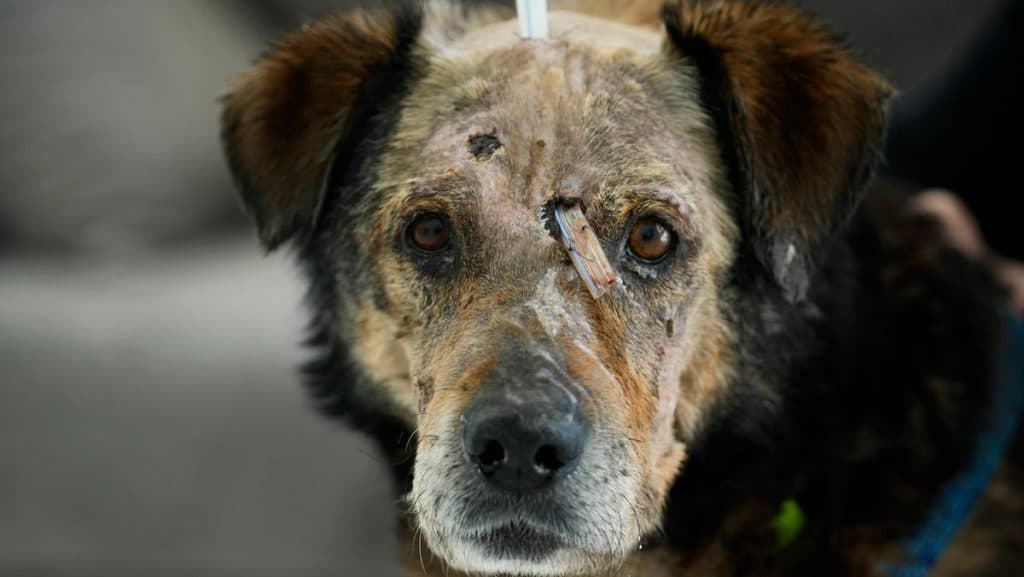 How Does The Russia-Ukraine War Affect Pets And Animals