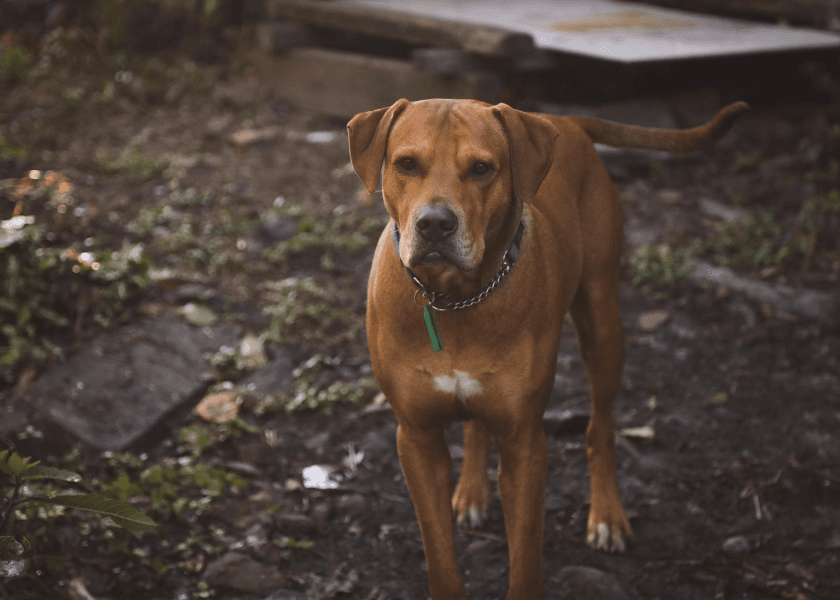 The Ancient INDog Breed More Americans Are Discovering