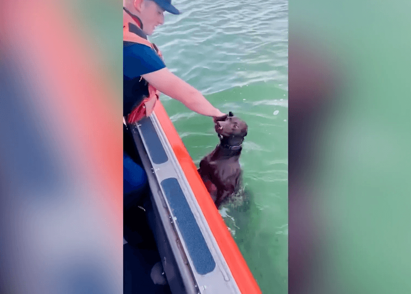 Lost Dog Found Swimming in San Francisco Bay After Two Weeks