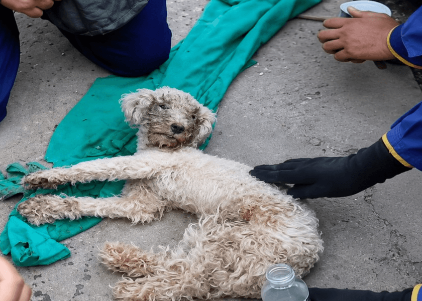 The Dog Who Survived 29 Days Under the Earthquake Rubble