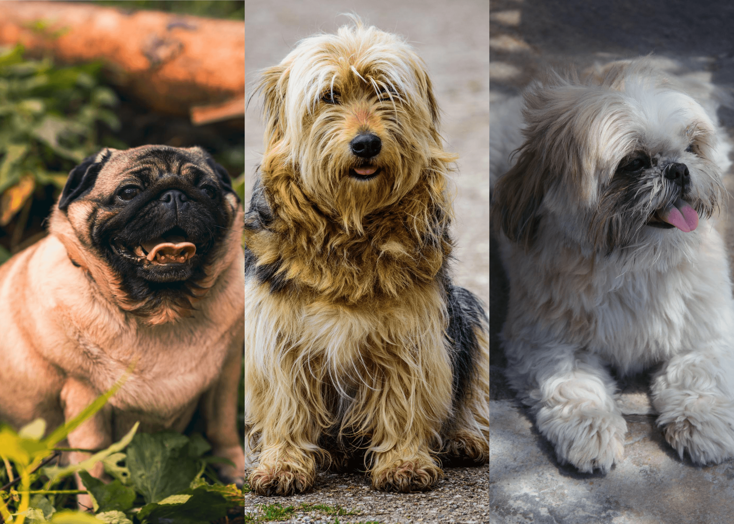 Monsoon Breathing Problems in Flat-Faced Dog Breeds