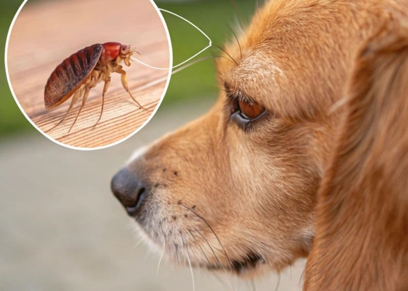 Are Flea Treatments Harming the Environment?