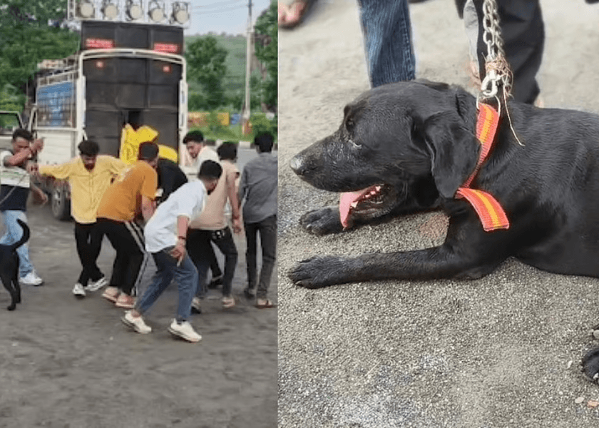 Missing Labrador Tiger Returns Home After 3.5 Months in Gujarat