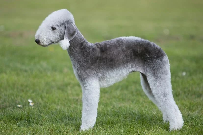 Pet Image