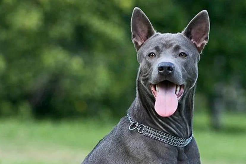 Pet Image