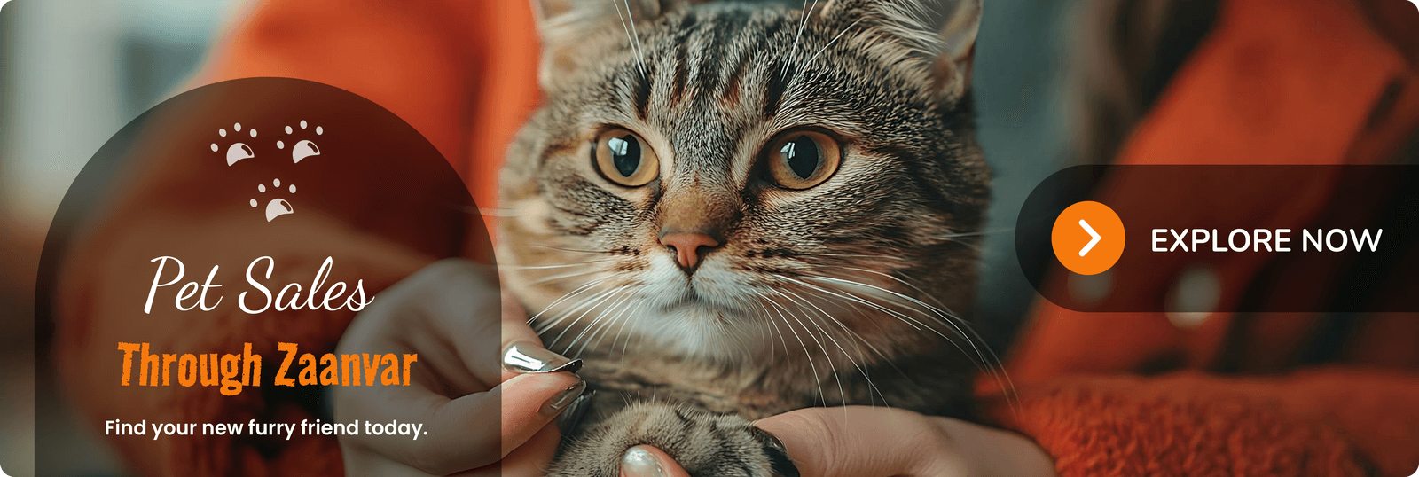cat sales banner
