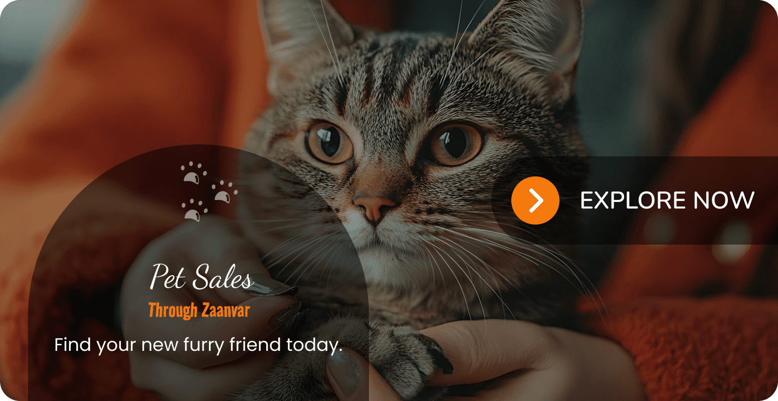cat sales banner