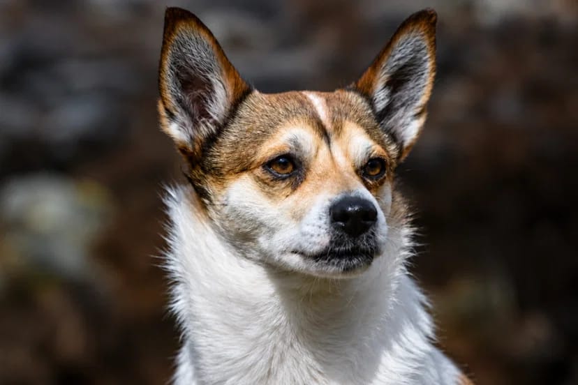 Norwegian Lundehund