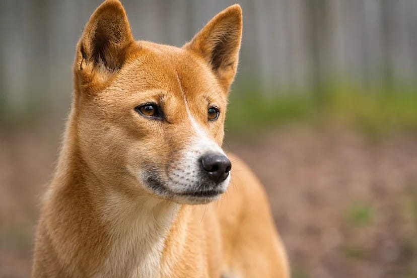 New Guinea Singing Dog