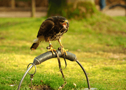 5 Intelligent Talking Birds In India