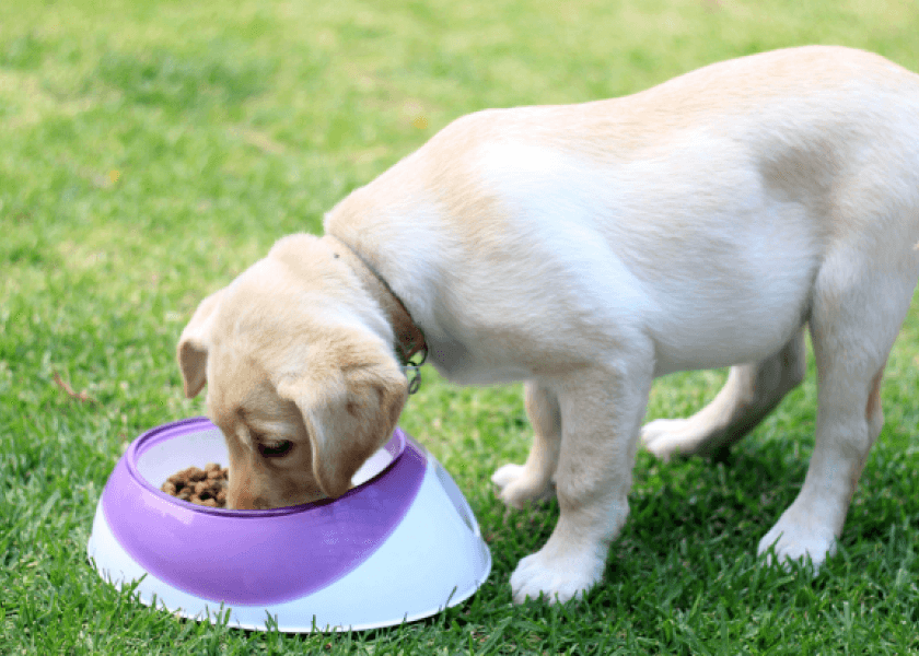 Would Your Pet Dog Eat Lab-Grown...