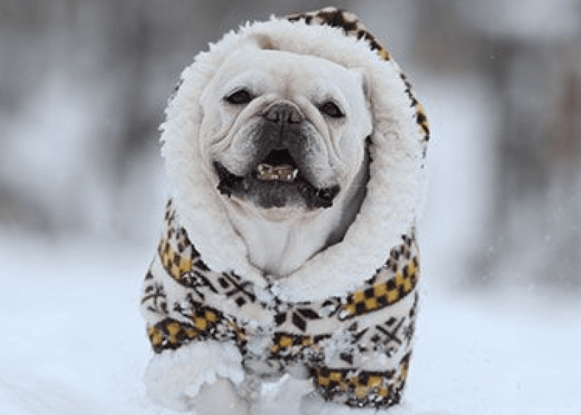 Engage Your Pup With Winter Enrichment Toys And Activities