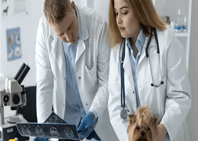 Is Veterinary Pet Insurance Failing The United States Pets?