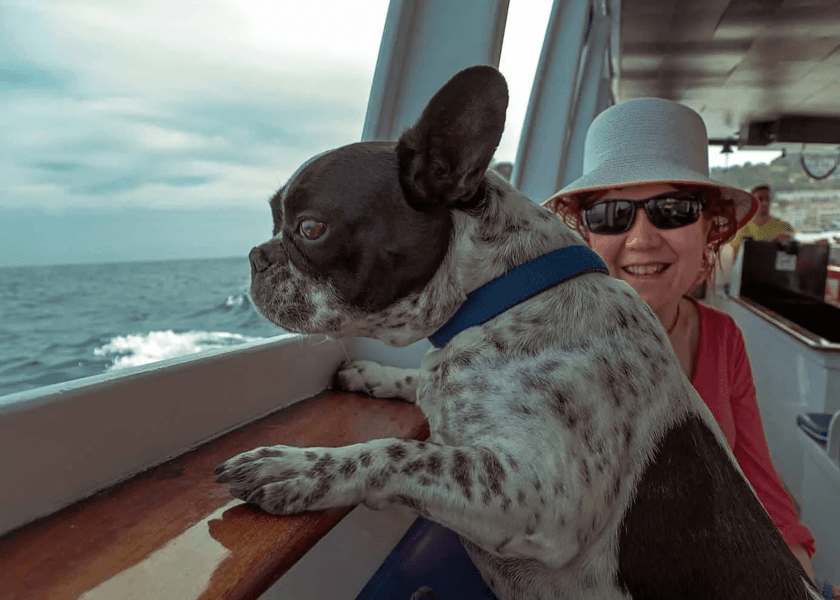 CruiseTails: A Luxury Getaway for Dogs and Their Owners