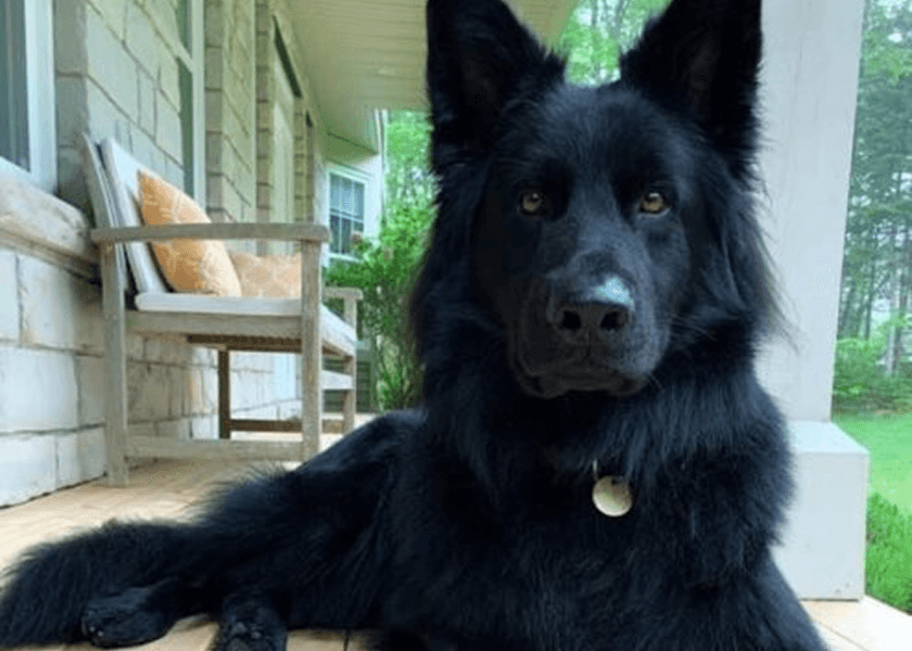 Missing Dog Returned Home And Rang Doorbell To Celebrate
