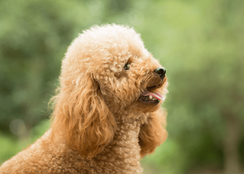 Experts Warn Pet Parents About Hidden Choking Hazards