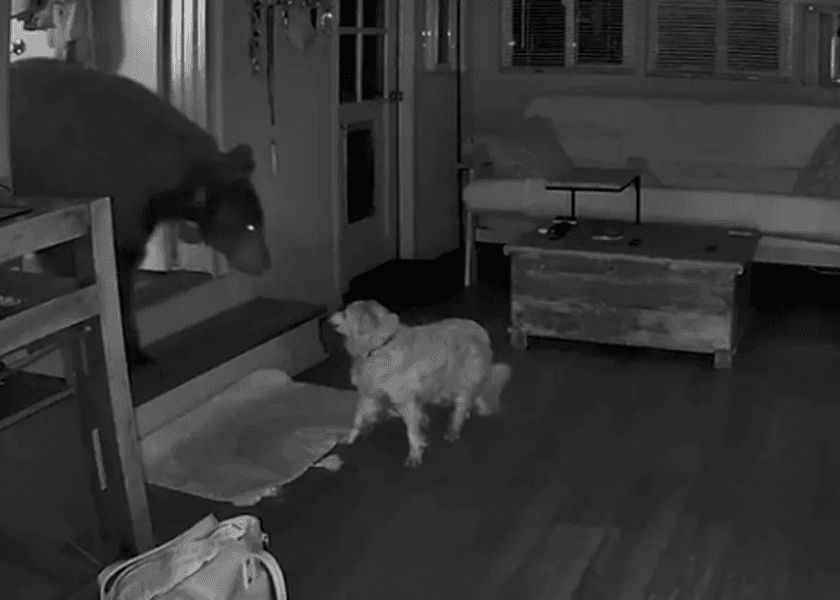 Senior Dog Confronts Intruding Bear in California Home