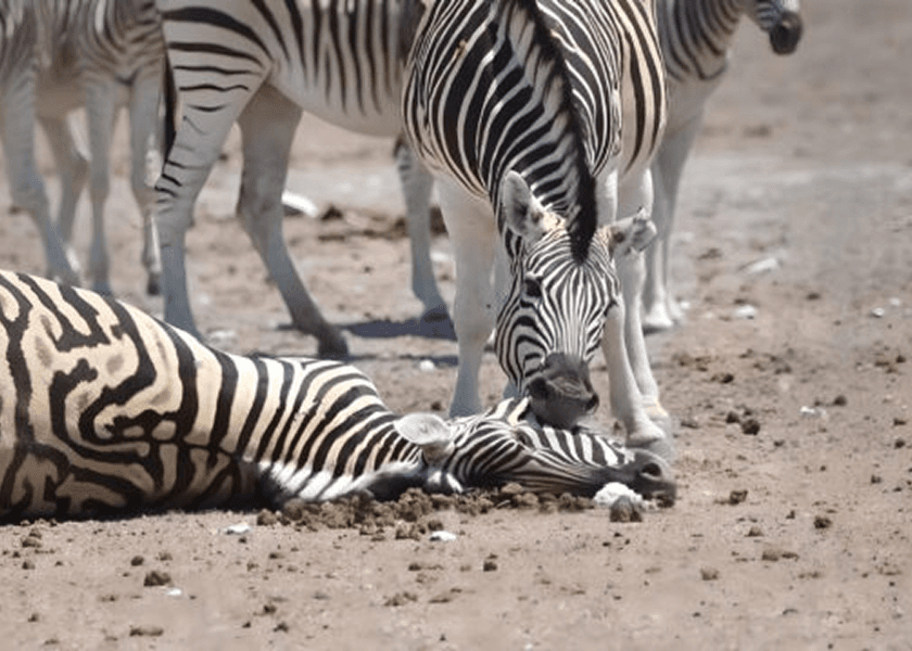 Probe Begins After Multiple Animal Deaths at Mangalore Zoo