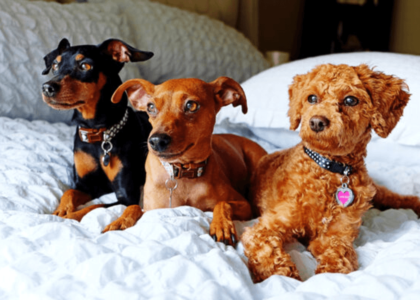 Where To Find Pet-Friendly Cooling Centers In Queens