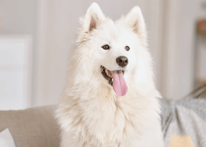 What Is a Samoyed? The Breed Linked to Taylor Swift’s Viral Puppy