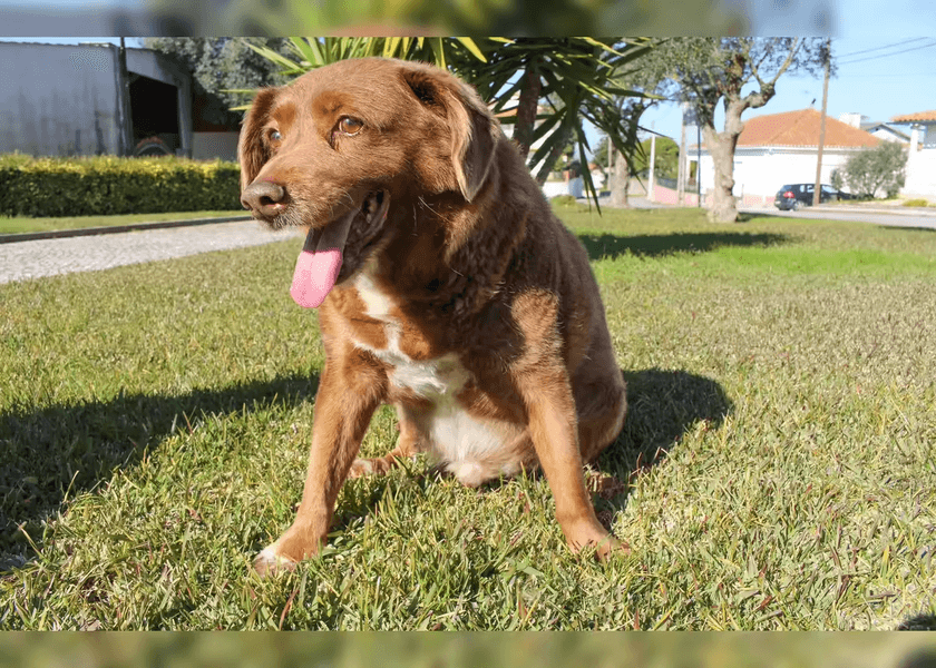 The Oldest Dogs in the World: What Bobi and Lazare Teach Us