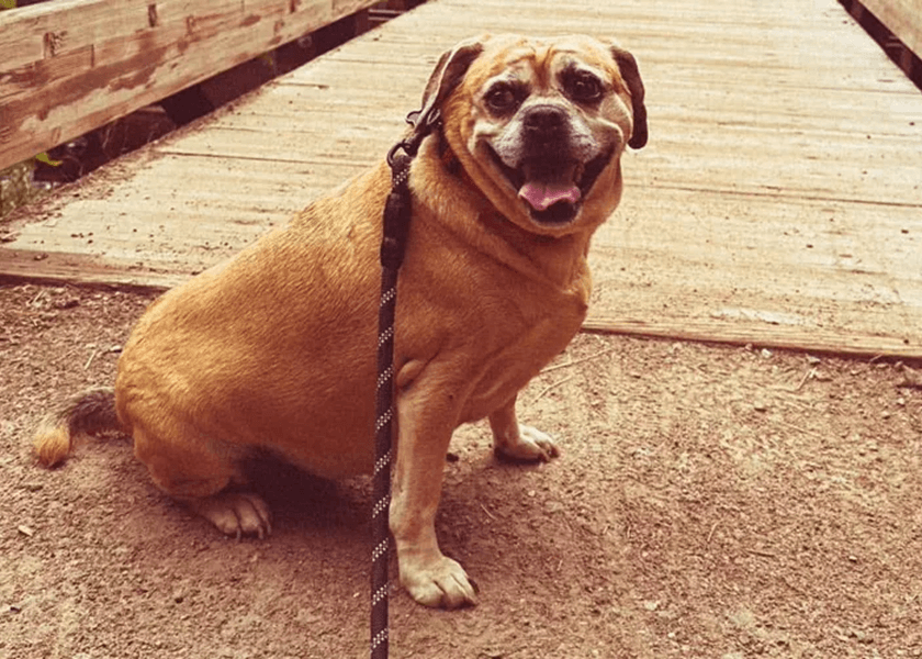 Rosie’s Law: Illinois Pet Custody Rights for Unmarried Couples