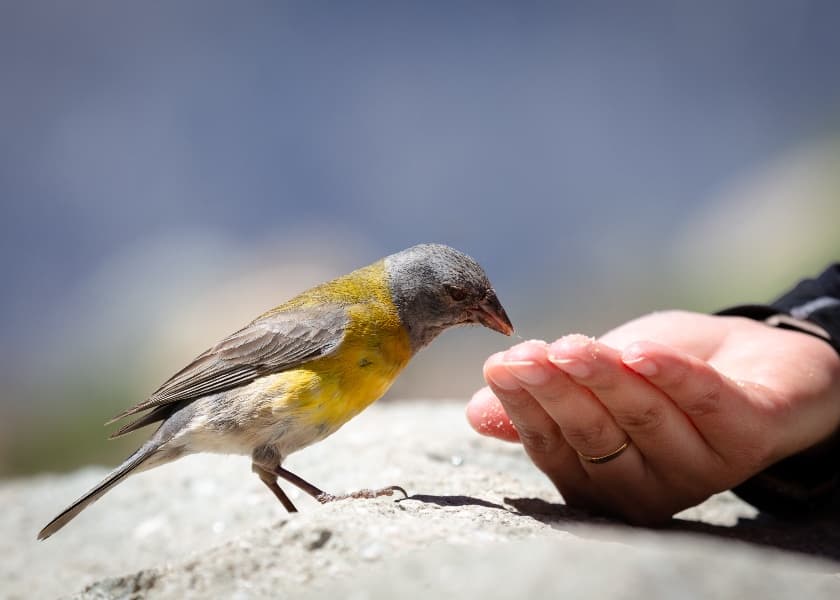 How to Tell If Your Pet Bird Is Sick: Warning Signs to Watch