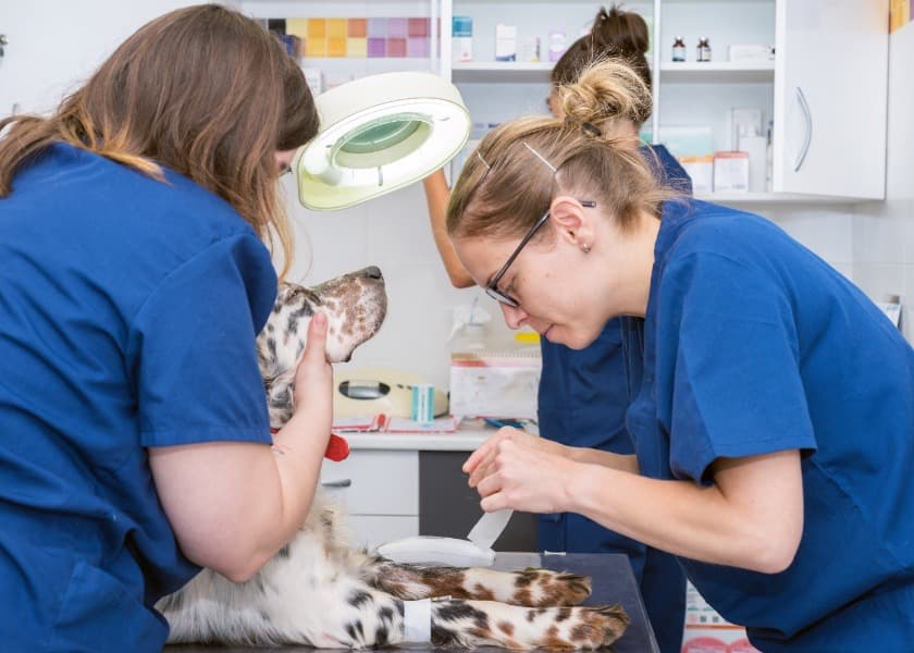 Vet Career Guide: Become a Veterinarian in India, USA, UAE