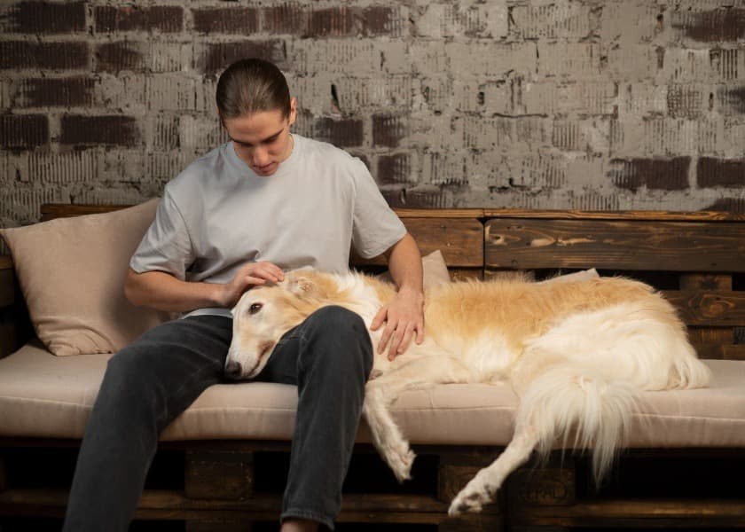 Caring for a Senior Dog in India: Health, Diet and Comfort Tips