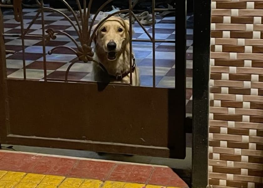 Separation Anxiety in Dogs: Recognising and Managing It