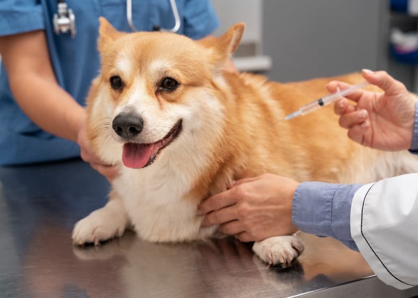 Puppy Vaccination Schedule Every Indian Pet Parent Should Know