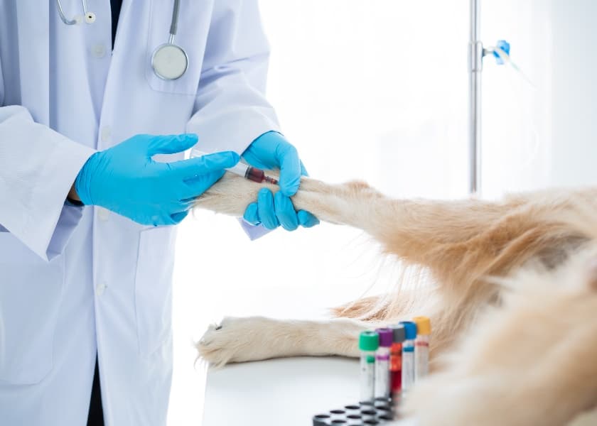 Dog Blood Donation in India: How It Works and Why It Matters