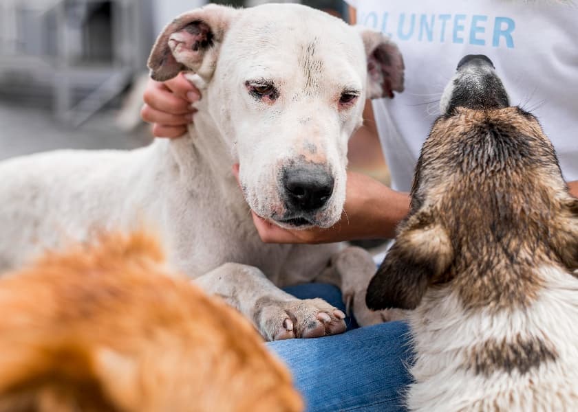 NGOs and Animal Shelters You Can Support in India