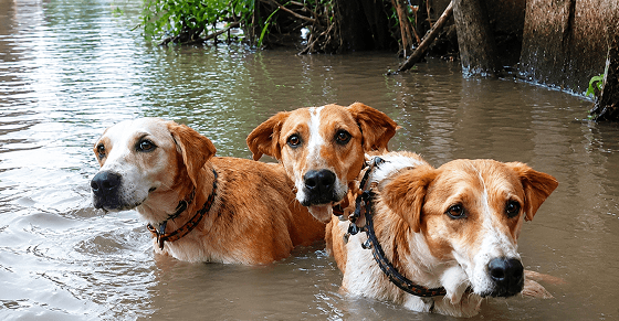 Nepal’s Dogs Still Guarding Flooded Homes