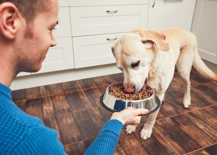 Is Your Home Cooked Meal Hurting Your Dog’s Tummy?